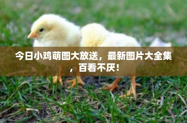 今日小鸡萌图大放送，最新图片大全集，百看不厌！