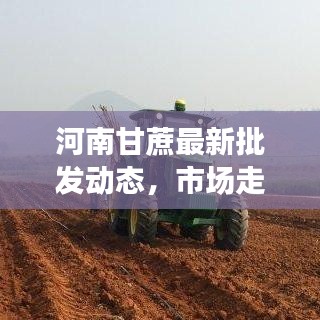 河南甘蔗最新批发动态，市场走势及产业深度分析