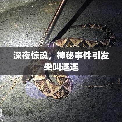 深夜惊魂，神秘事件引发尖叫连连