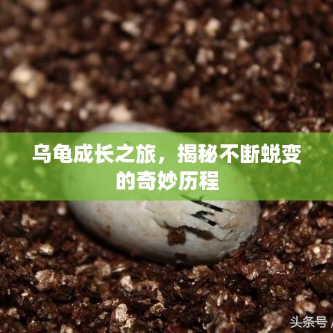 乌龟成长之旅，揭秘不断蜕变的奇妙历程