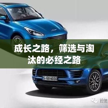 成长之路，筛选与淘汰的必经之路