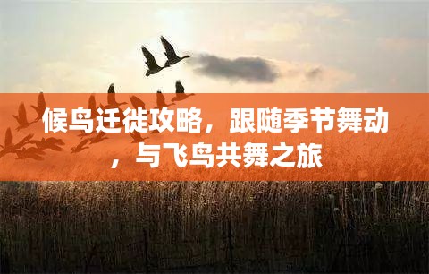 候鸟迁徙攻略，跟随季节舞动，与飞鸟共舞之旅