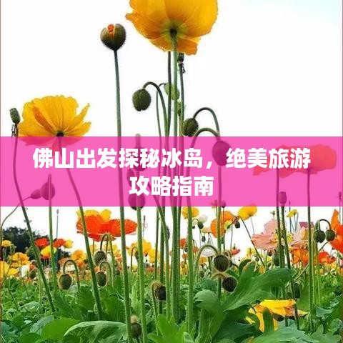 佛山出发探秘冰岛，绝美旅游攻略指南