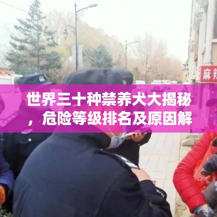 世界三十种禁养犬大揭秘，危险等级排名及原因解析