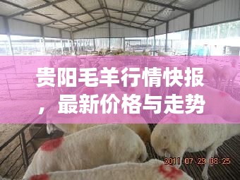 贵阳毛羊行情快报，最新价格与走势分析