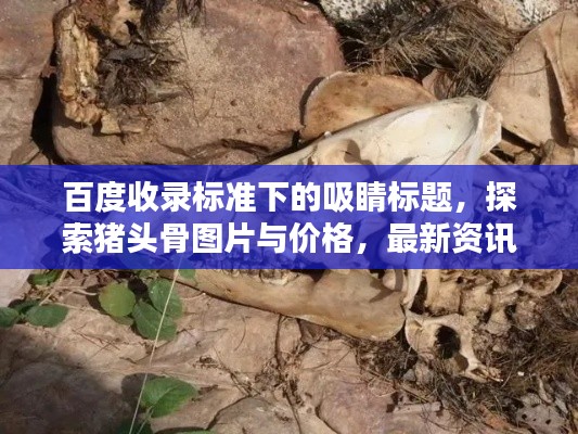百度收录标准下的吸睛标题，探索猪头骨图片与价格，最新资讯一网打尽