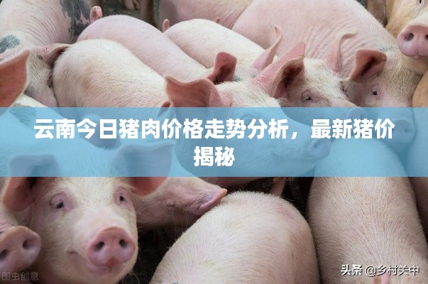 云南今日猪肉价格走势分析，最新猪价揭秘