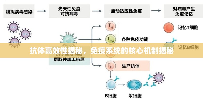 抗体高效性揭秘，免疫系统的核心机制揭秘