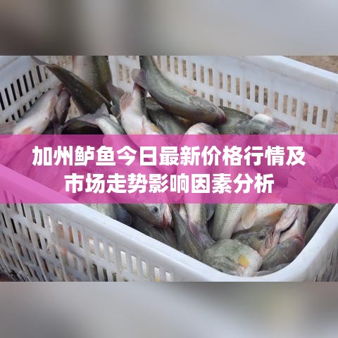加州鲈鱼今日最新价格行情及市场走势影响因素分析