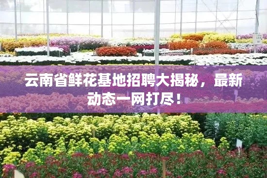 云南省鲜花基地招聘大揭秘，最新动态一网打尽！