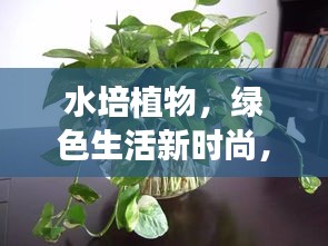 水培植物，绿色生活新时尚，享受自然之美