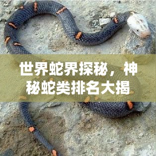 世界蛇界探秘，神秘蛇类排名大揭秘！