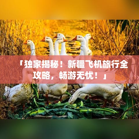 「独家揭秘！新疆飞机旅行全攻略，畅游无忧！」
