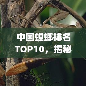 中国螳螂排名TOP10，揭秘十大最强螳螂榜单！