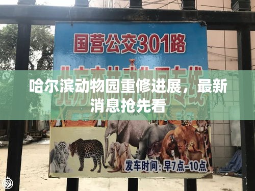 哈尔滨动物园重修进展，最新消息抢先看