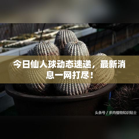 今日仙人球动态速递，最新消息一网打尽！