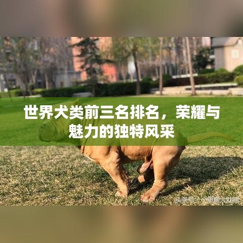 世界犬类前三名排名，荣耀与魅力的独特风采