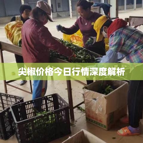 尖椒价格今日行情深度解析