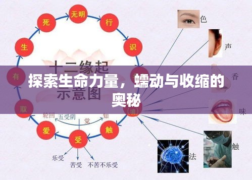 探索生命力量，蠕动与收缩的奥秘