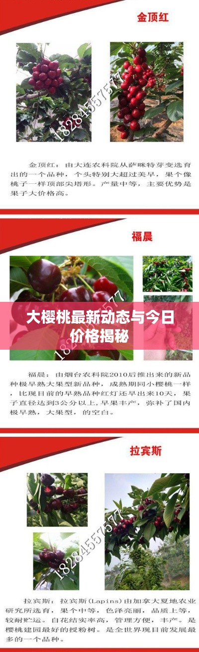 大樱桃最新动态与今日价格揭秘