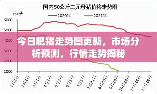 今日肥猪走势图更新，市场分析预测，行情走势揭秘