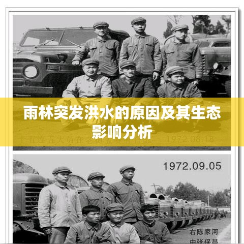 雨林突发洪水的原因及其生态影响分析
