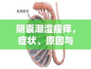 赤鸟夹日