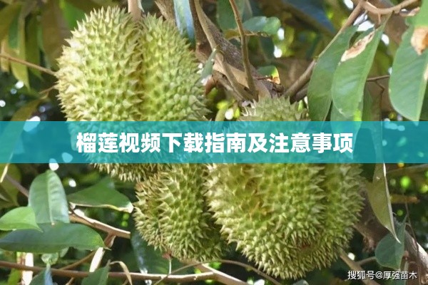 榴莲视频下载指南及注意事项