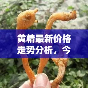 黄精最新价格走势分析，今日行情一网打尽！
