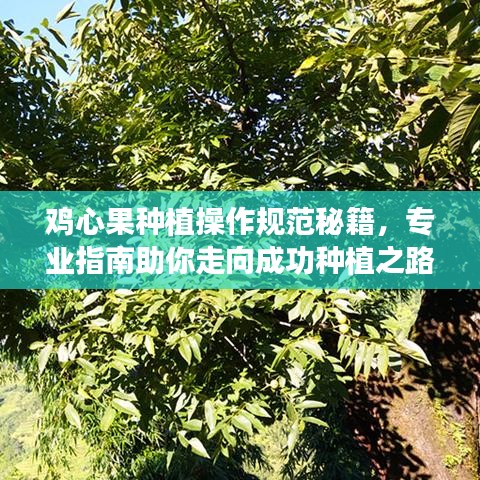鸡心果种植操作规范秘籍，专业指南助你走向成功种植之路！