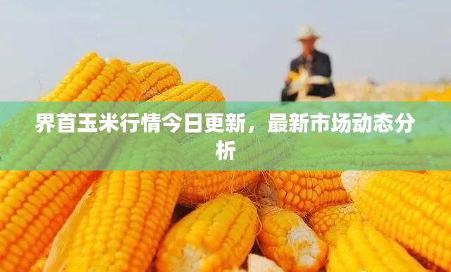 界首玉米行情今日更新，最新市场动态分析