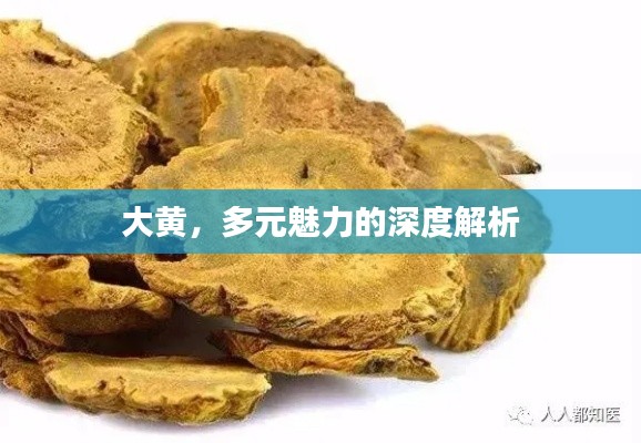 大黄，多元魅力的深度解析