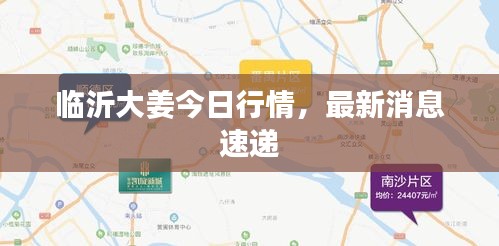 临沂大姜今日行情，最新消息速递