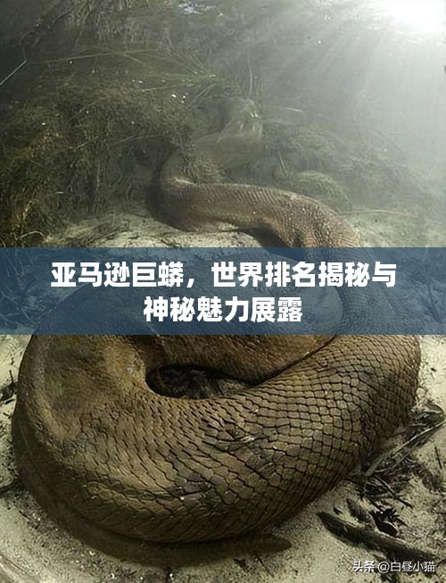 亚马逊巨蟒，世界排名揭秘与神秘魅力展露