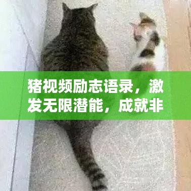 猪视频励志语录，激发无限潜能，成就非凡人生！