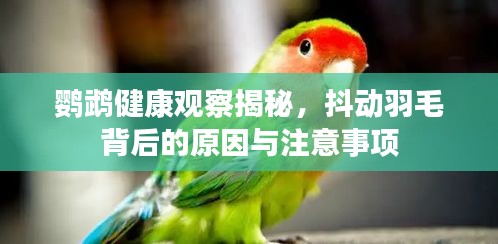 鹦鹉健康观察揭秘，抖动羽毛背后的原因与注意事项