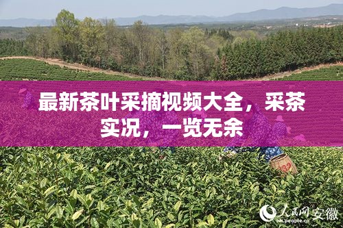 最新茶叶采摘视频大全，采茶实况，一览无余