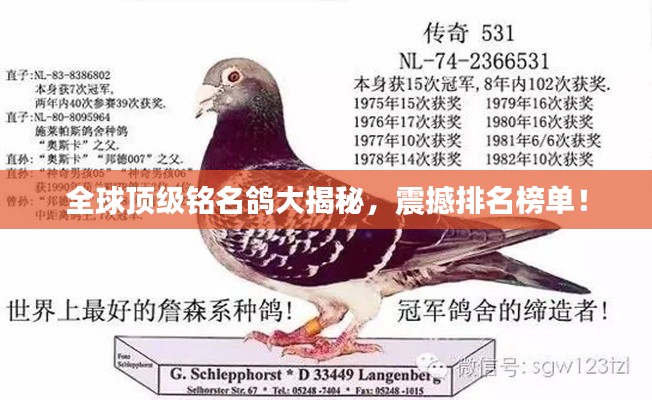 全球顶级铭名鸽大揭秘，震撼排名榜单！