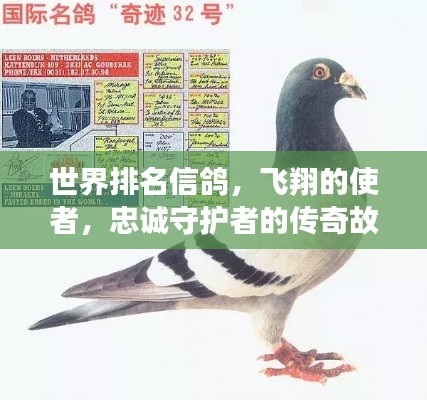 世界排名信鸽，飞翔的使者，忠诚守护者的传奇故事