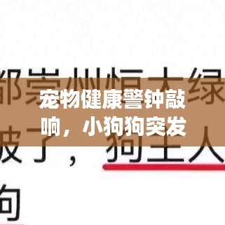 宠物健康警钟敲响，小狗狗突发疾病引发关注