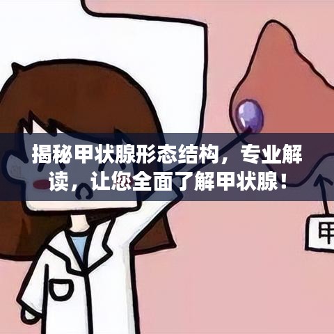 揭秘甲状腺形态结构，专业解读，让您全面了解甲状腺！