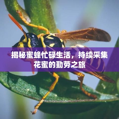 揭秘蜜蜂忙碌生活，持续采集花蜜的勤劳之旅