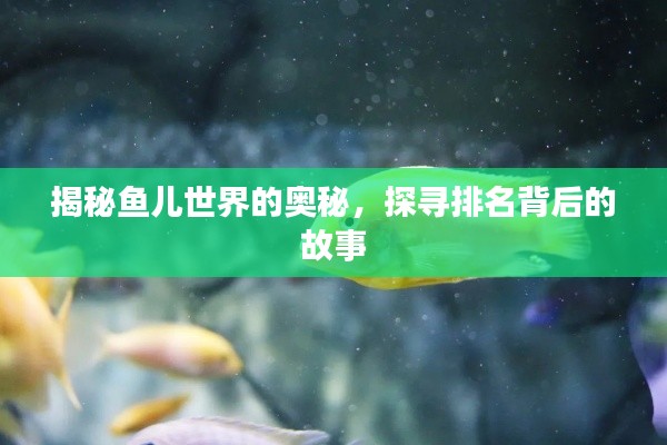 揭秘鱼儿世界的奥秘，探寻排名背后的故事