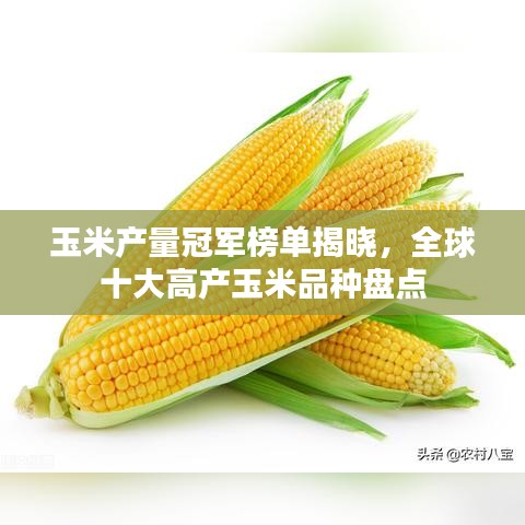 玉米产量冠军榜单揭晓，全球十大高产玉米品种盘点