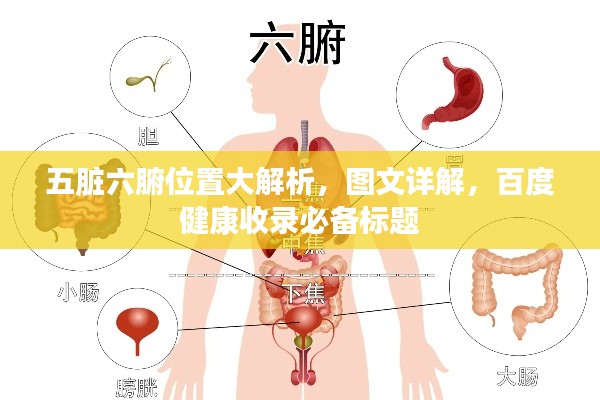 五脏六腑位置大解析，图文详解，百度健康收录必备标题