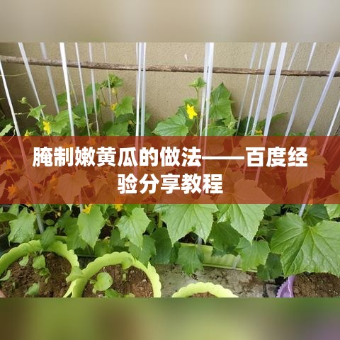 腌制嫩黄瓜的做法——百度经验分享教程