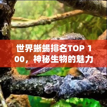 世界蜥蜴排名TOP 100，神秘生物的魅力探索