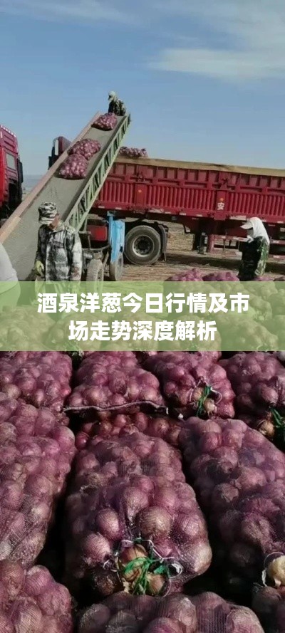 酒泉洋葱今日行情及市场走势深度解析