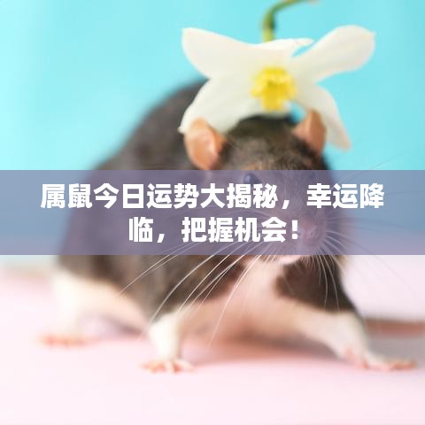 属鼠今日运势大揭秘，幸运降临，把握机会！