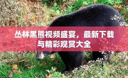 丛林黑熊视频盛宴，最新下载与精彩观赏大全